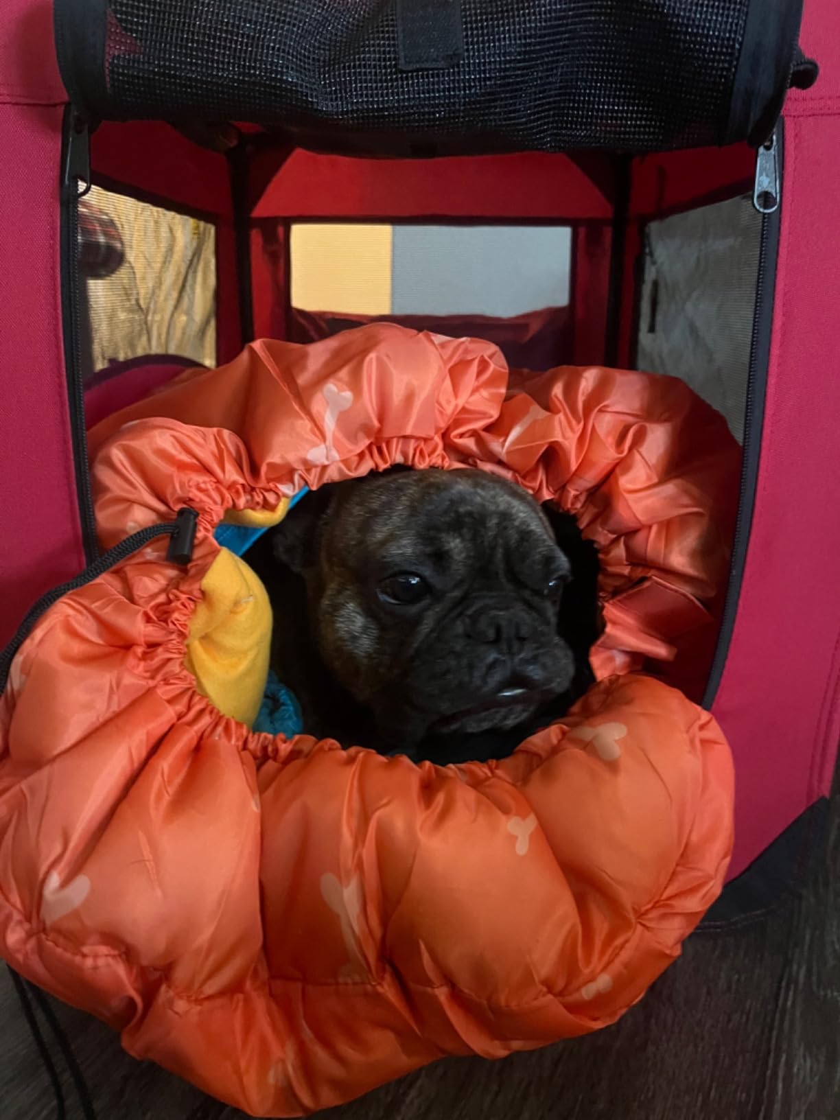 Glacial Blue Ultralight Dog Sleeping Bag with Packable Bed for Hiking, Camping and Outdoor Travel - Medium Size - Customer Photo 4