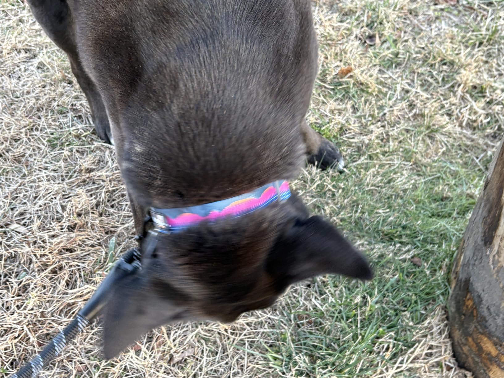 Ruffwear Crag Dog Collar, Stylish Adventure Collar with Premium Reflective Design, Quick Release Buckle, Lightweight All-Day Comfort, Alpine Dusk, 11