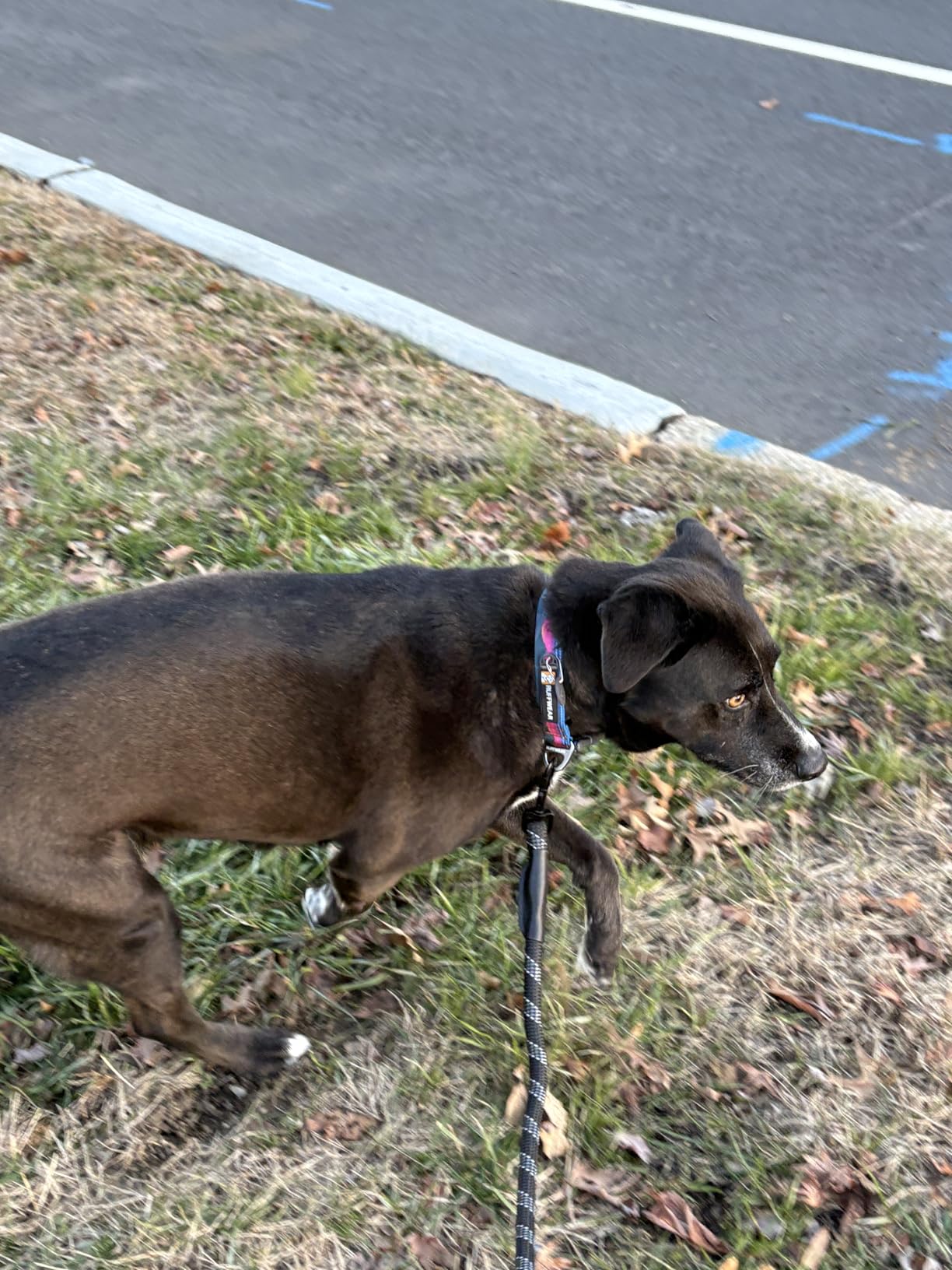 Ruffwear Crag Dog Collar, Stylish Adventure Collar with Premium Reflective Design, Quick Release Buckle, Lightweight All-Day Comfort, Alpine Dusk, 11