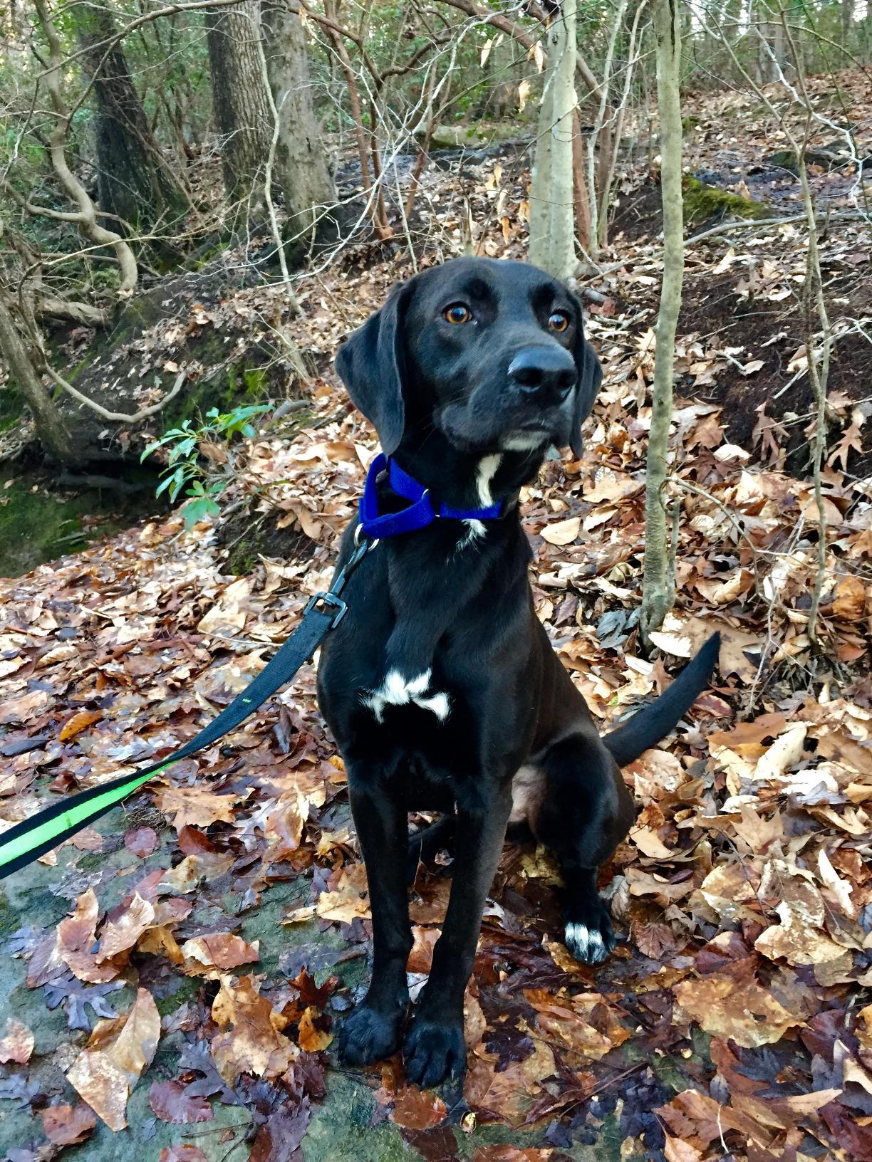 Kurgo 6 in 1 Quantum Leash, Hands Free Leash for Dogs, Running Belt Lead, Crossbody & Waist Belt Style, Reflective, Carabiner Clip, for Training, Hiking, or Jogging, 4 Colors - Customer Photo 2