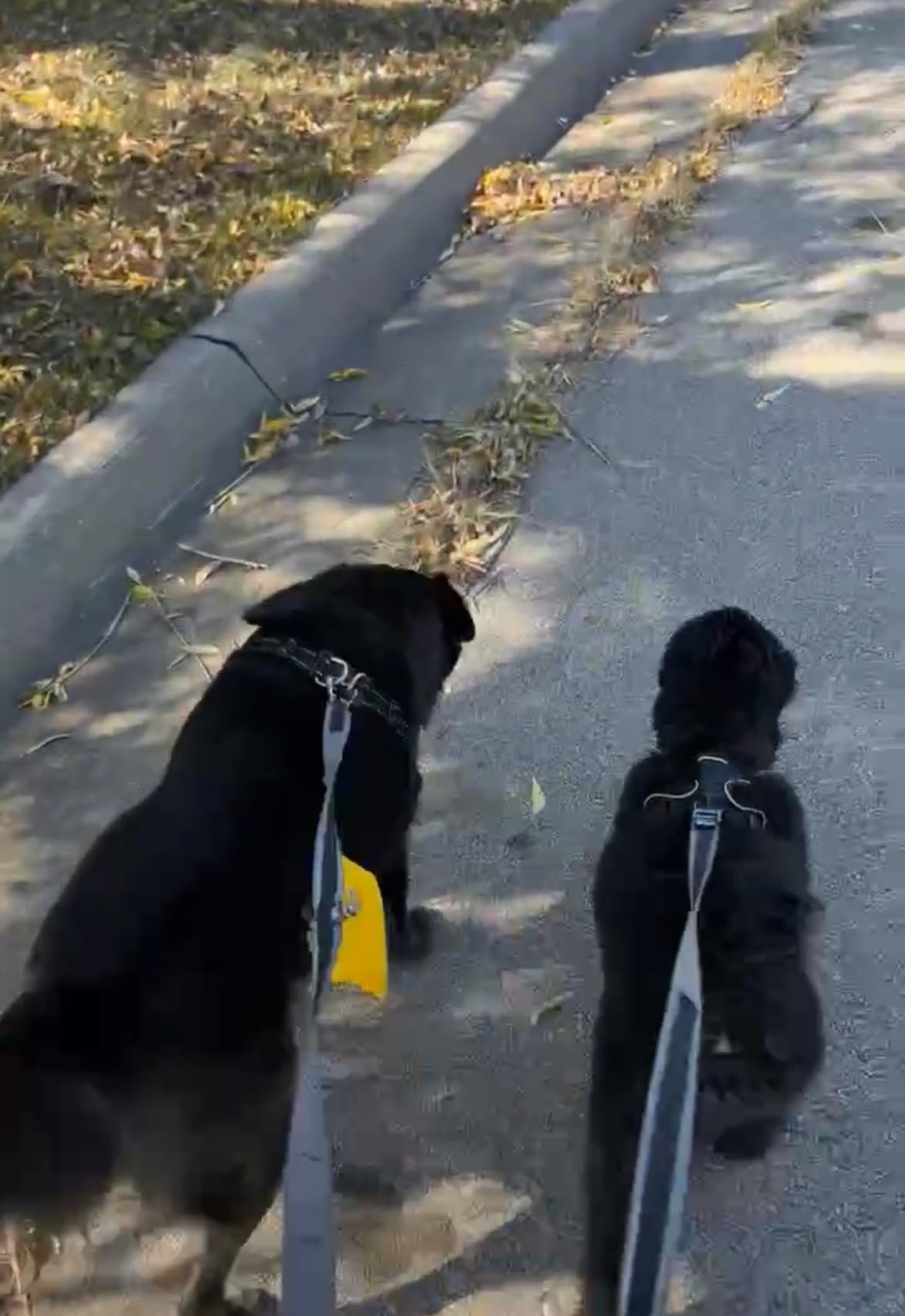 Kurgo 6 in 1 Quantum Leash, Hands Free Leash for Dogs, Running Belt Lead, Crossbody & Waist Belt Style, Reflective, Carabiner Clip, for Training, Hiking, or Jogging, 4 Colors - Customer Photo 5