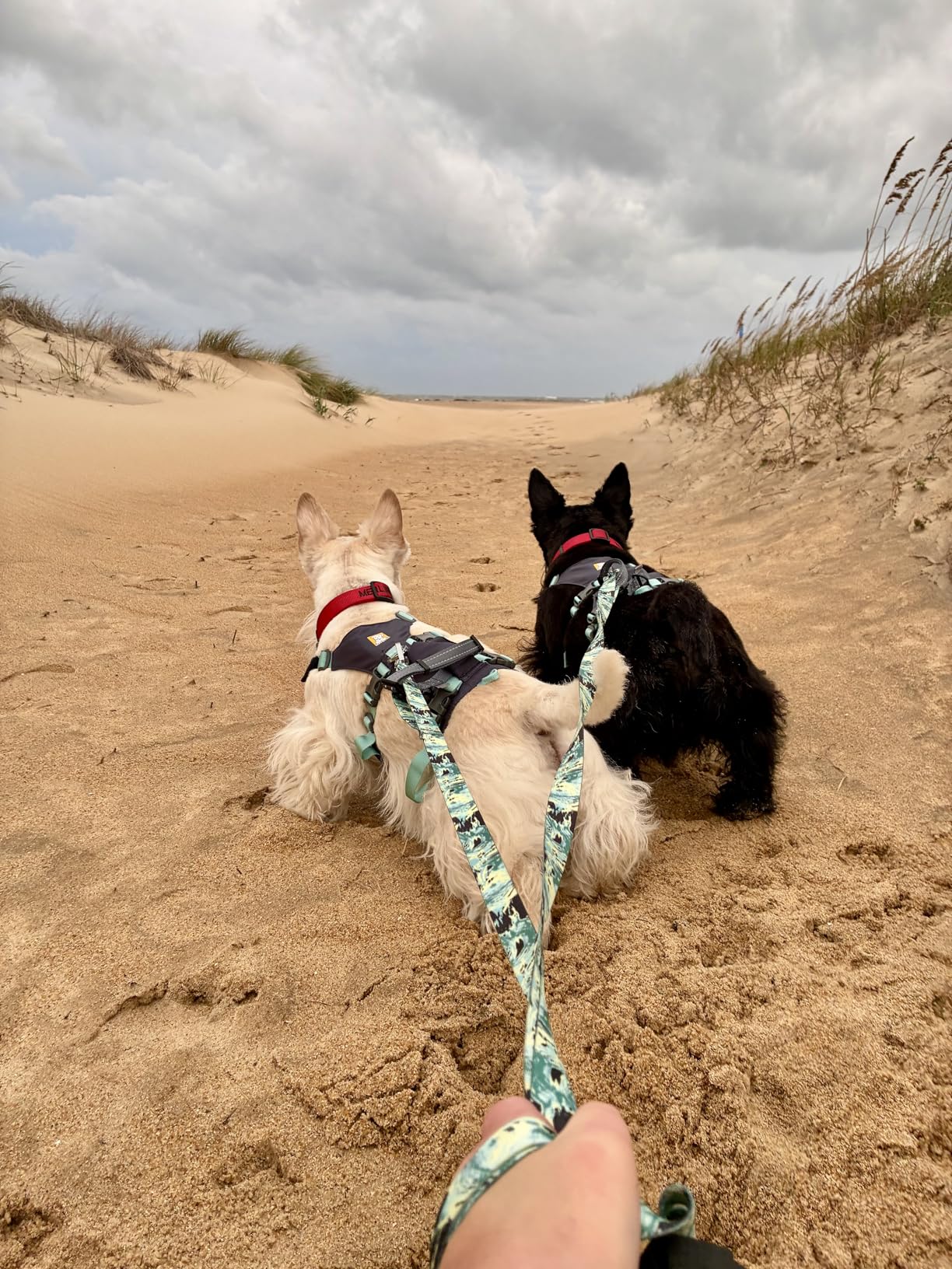 Ruffwear Front Range Dog Leash, 5 ft Lead with Padded Handle for Everyday Walking, River Rock Green - Customer Photo 1