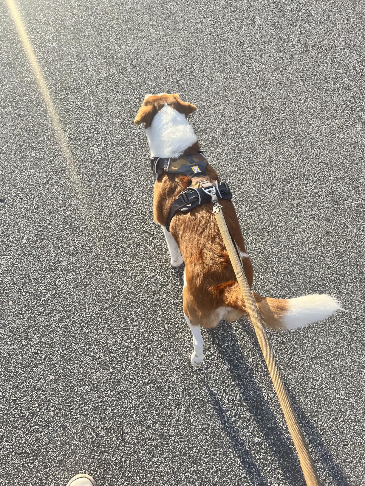 Ruffwear Front Range Dog Leash, 5 ft Lead with Padded Handle for Everyday Walking, River Rock Green - Customer Photo 3