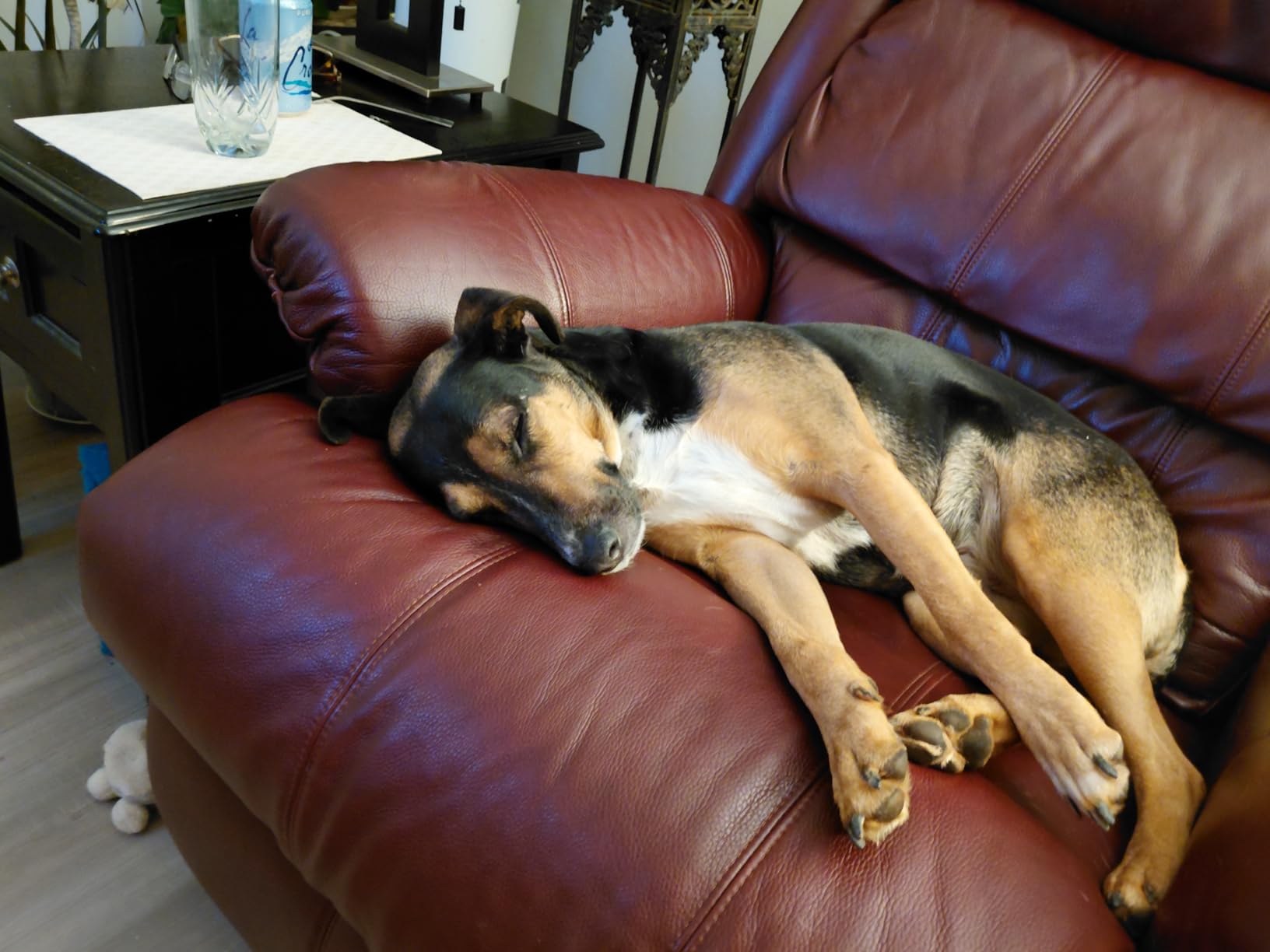 Tractive Smart Dog GPS Tracker | Live Pet Tracker with Virtual Fence | Vital Signs Monitoring of Heart & Respiratory Rate | Bark Monitoring | Dog Collar Attachment (Black) - Customer Photo 2