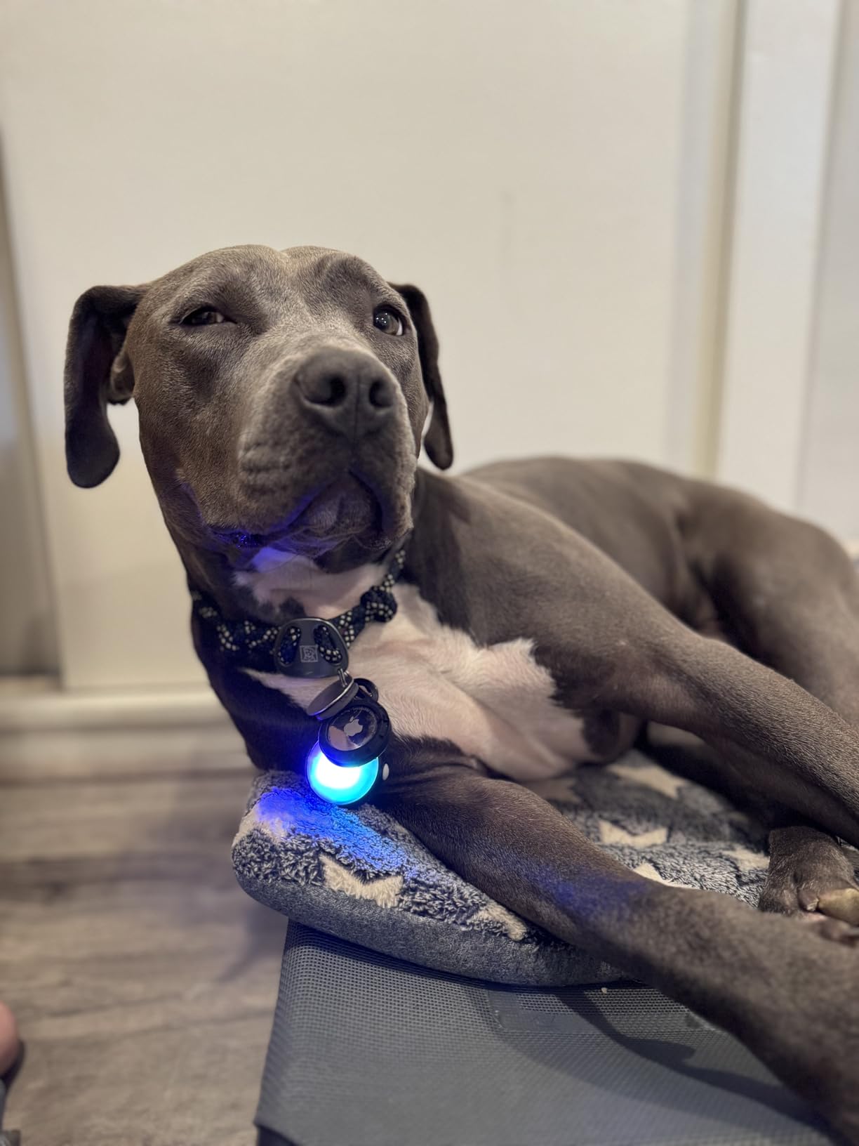 Ruffwear, Knot-a-Collar, Heavy Duty Climbing Rope Dog Training Collar, Reflective Adjustable Design with Professional Grade Hardware & Silent ID Attachment, Blue Pool, 14