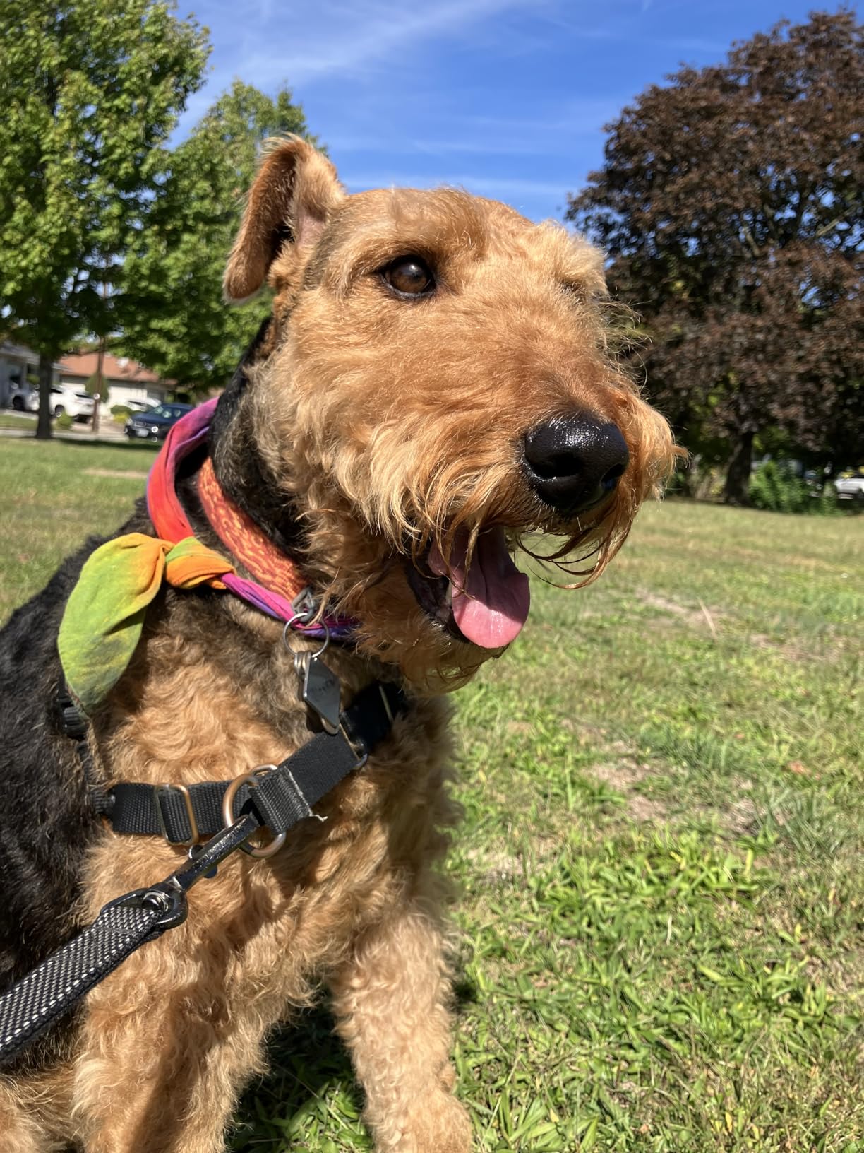 Ruffwear Front Range Dog Collar, Adjustable Tubelok Webbing, Lightweight, Side Release Buckle, Aluminum V-Ring, Durable for Everyday Use, Reef Fish, 14