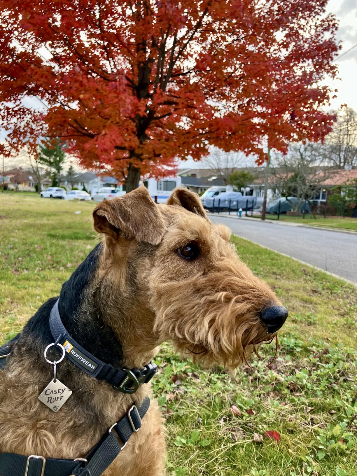 Ruffwear Front Range Dog Collar, Adjustable Tubelok Webbing, Lightweight, Side Release Buckle, Aluminum V-Ring, Durable for Everyday Use, Reef Fish, 14