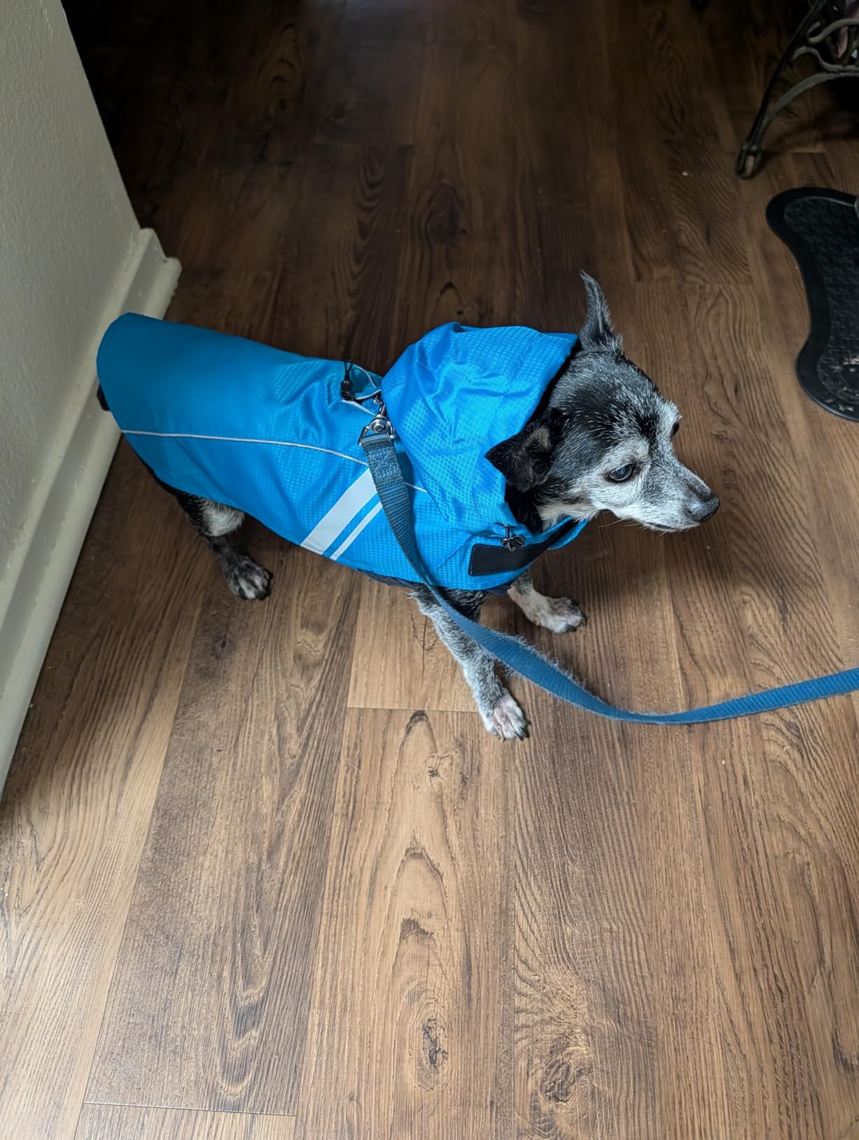 VIVAGLORY Wetoff Dog Raincoat, Rain Coat for Dog All Seasons Adventure, Rain Jacket with Harness Hole & Hood, Reflective Lightweight Waterproof for Doggy & Puppy, S, Red - Customer Photo 1