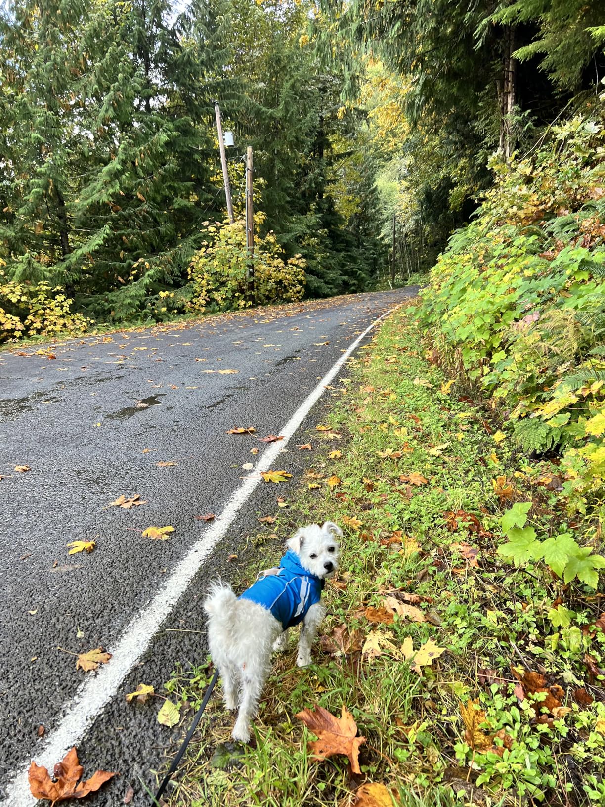 VIVAGLORY Wetoff Dog Raincoat, Rain Coat for Dog All Seasons Adventure, Rain Jacket with Harness Hole & Hood, Reflective Lightweight Waterproof for Doggy & Puppy, S, Red - Customer Photo 4