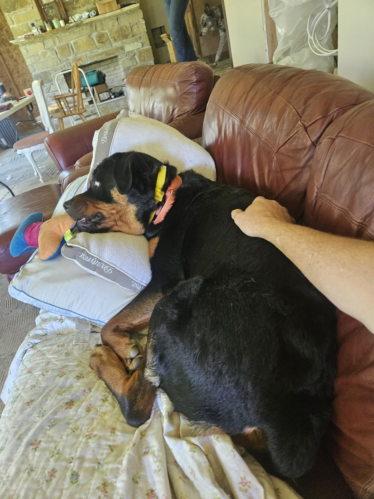 Halo Collar 4, GPS Wireless Dog Fence & Dog Training Collar with GPS Tracker, Subscription Required, Waterproof, Graphite, One Size - Customer Photo 1