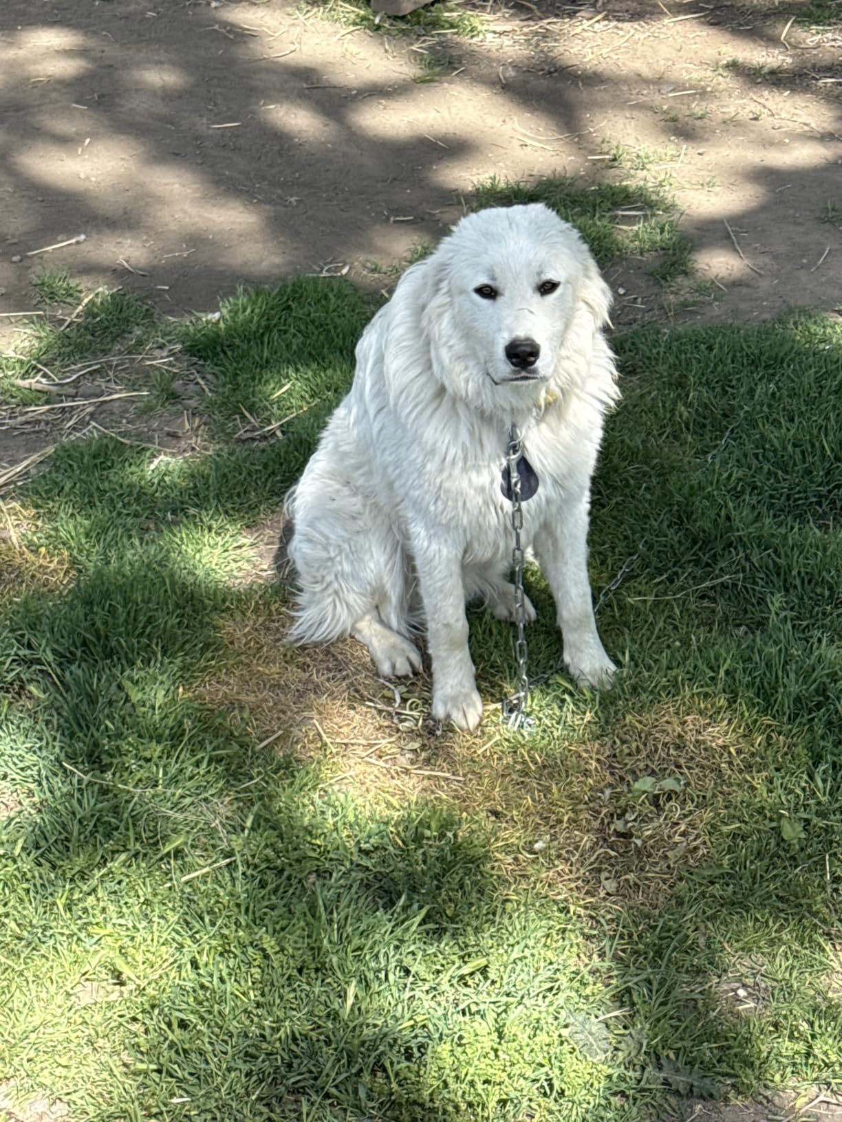 Halo Collar 4, GPS Wireless Dog Fence & Dog Training Collar with GPS Tracker, Subscription Required, Waterproof, Graphite, One Size - Customer Photo 2