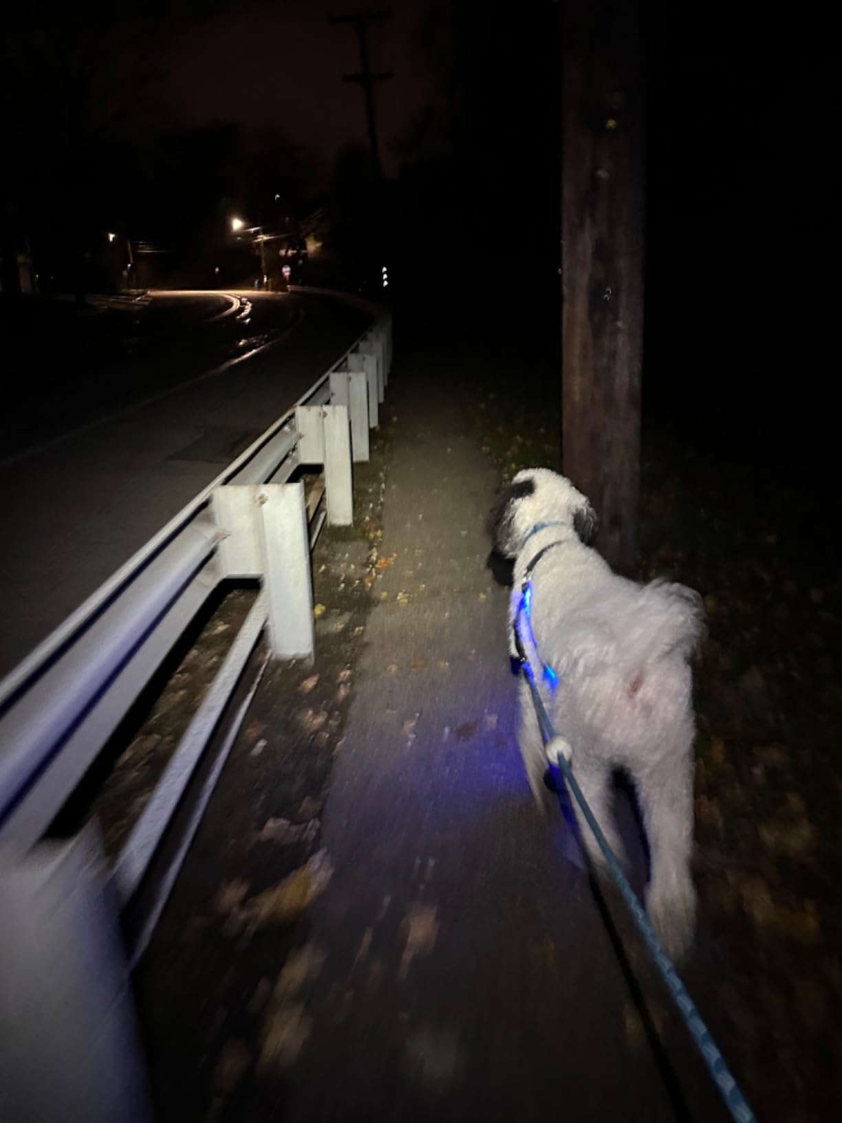 PETZL Tikka Headlamp - Compact 350 Lumen Light with Red Lighting, for Hiking, Climbing, Running, and Camping - Black - Customer Photo 3