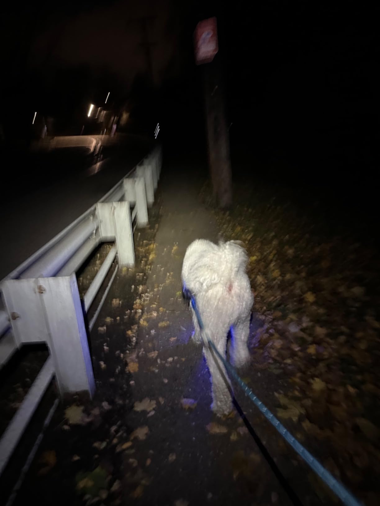 PETZL Tikka Headlamp - Compact 350 Lumen Light with Red Lighting, for Hiking, Climbing, Running, and Camping - Customer Photo 2