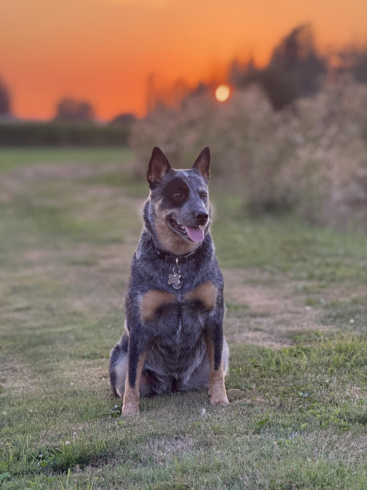New Fi Series 3+ Smart Dog Tracker Collar [6 Month Membership Included] GPS Tracker for Dogs with Health & Behavior Monitoring, Escape Alerts, Waterproof, LED, Apple Watch Compatible (Blue, Large) - Customer Photo 2